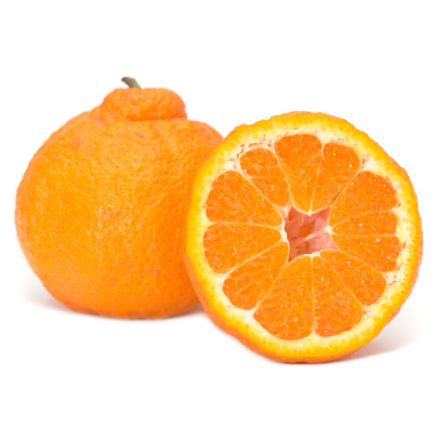 نهال نارنگی پونکن (یونسی)